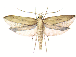 anguomois grain moth