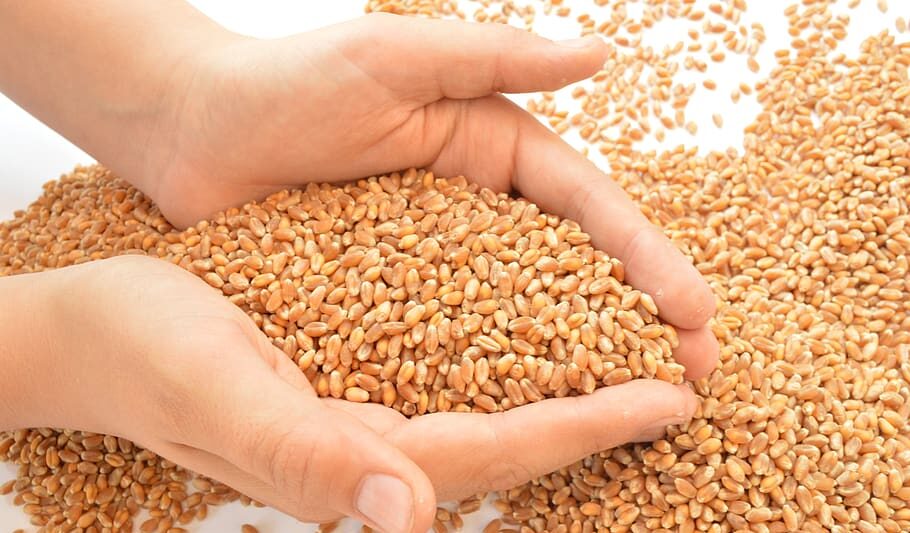 wheat-hands-grains